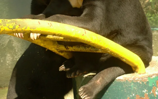 FOTO: Tvář olomoucké zoo odešla. Vzpomeňte na malajskou medvědici Báru