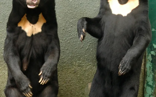 FOTO: Tvář olomoucké zoo odešla. Vzpomeňte na malajskou medvědici Báru
