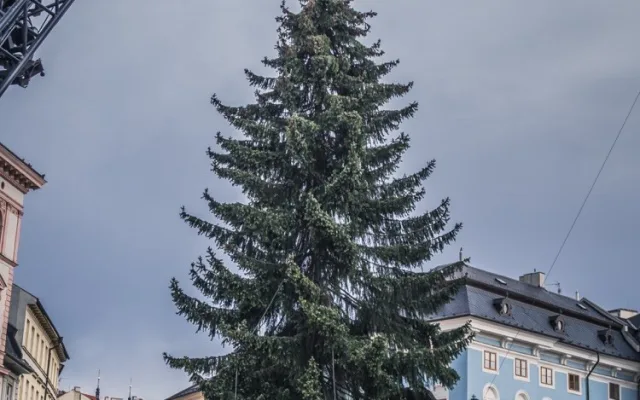 FOTO: Olomouckým vánočním stromem je jedenáctimetrový smrk. Podívejte se