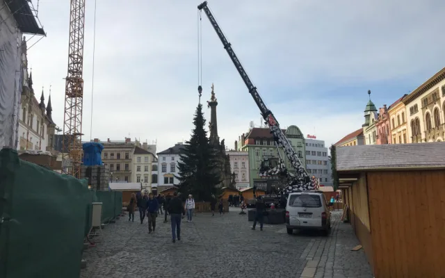 FOTO: Olomouckým vánočním stromem je jedenáctimetrový smrk. Podívejte se