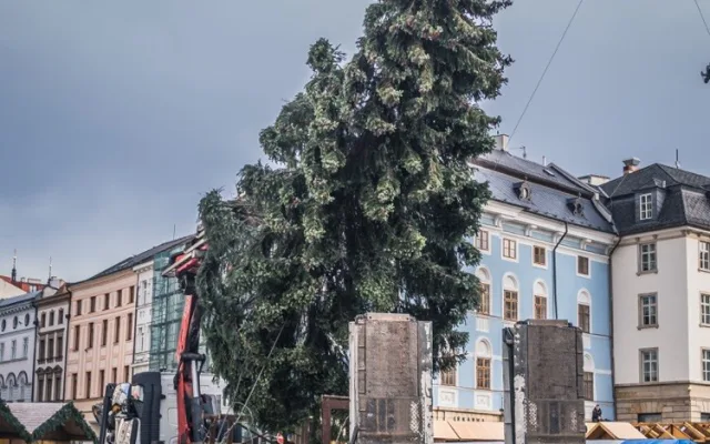 FOTO: Olomouckým vánočním stromem je jedenáctimetrový smrk. Podívejte se