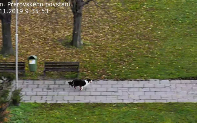 FOTO: Zakrvácený pes se toulal městem. Najít ho pomohli strážníci