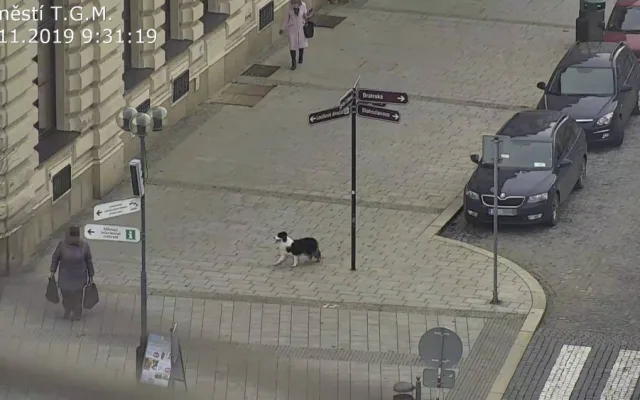 FOTO: Zakrvácený pes se toulal městem. Najít ho pomohli strážníci