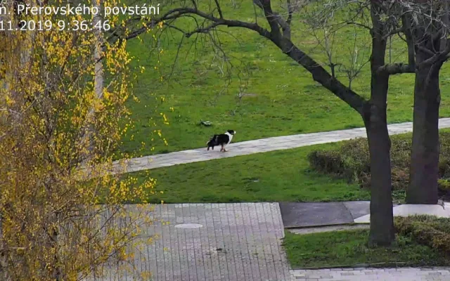 FOTO: Zakrvácený pes se toulal městem. Najít ho pomohli strážníci