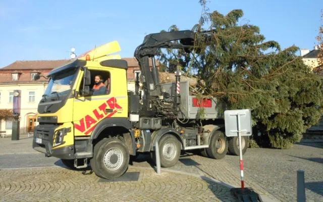 FOTO: Ve Šternberku už stojí vánoční strom. Je z Bohuňovic a rozsvěcovat se bude v neděli