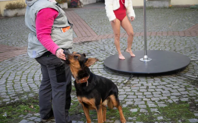 Olomoucké tanečnice zvou na vernisáž na pomoc psům z útulku