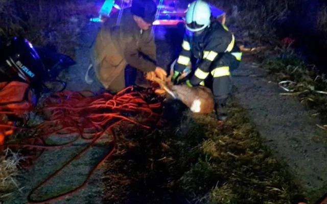 FOTO: Hasiči zachraňovali v jednom z tovačovských rybníků srnku, propadl se pod ní led
