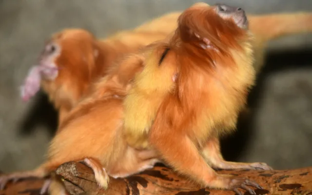 Mláďata lvíčka zlatého ZOO Olomouc