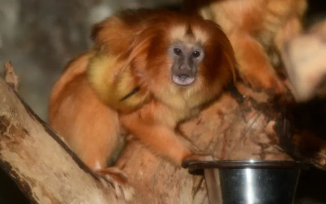 Mláďata lvíčka zlatého ZOO Olomouc
