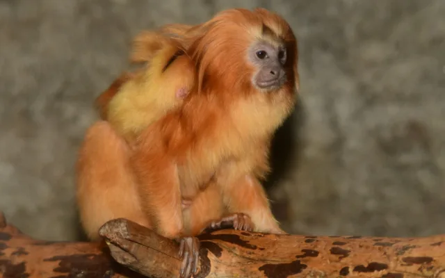 Mláďata lvíčka zlatého ZOO Olomouc