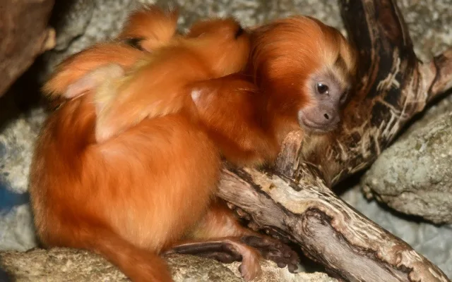 Mláďata lvíčka zlatého ZOO Olomouc