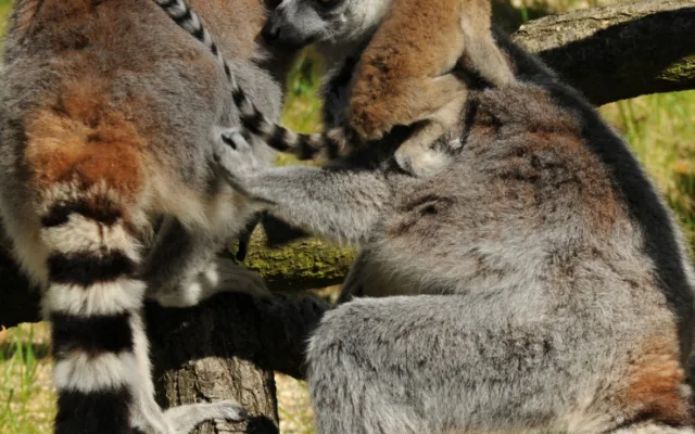 FOTO: Mláďata lemurů už skotačí ve venkovním výběhu