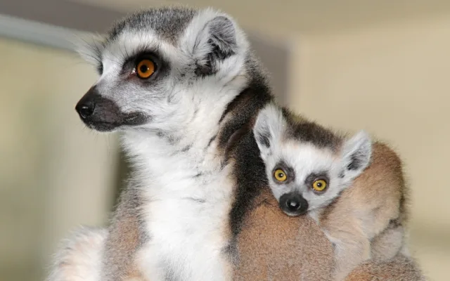 FOTO: Mláďata lemurů už skotačí ve venkovním výběhu