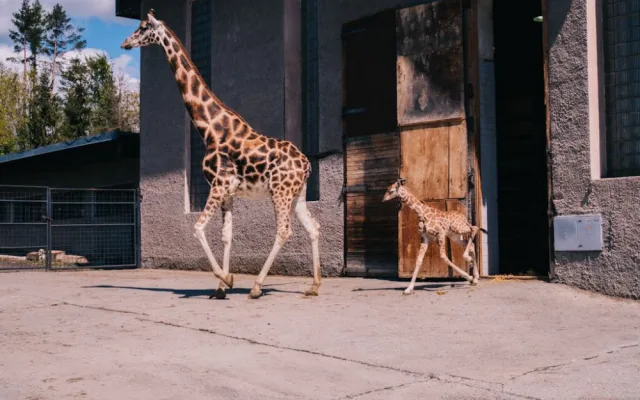 FOTOGALERIE: V olomoucké zoo se narodila žirafa. Toto jsou její první krůčky
