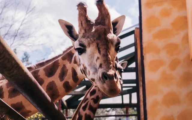 FOTOGALERIE: V olomoucké zoo se narodila žirafa. Toto jsou její první krůčky