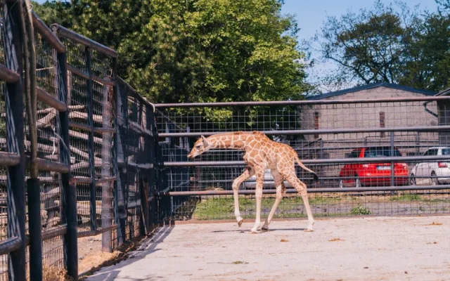 FOTOGALERIE: V olomoucké zoo se narodila žirafa. Toto jsou její první krůčky