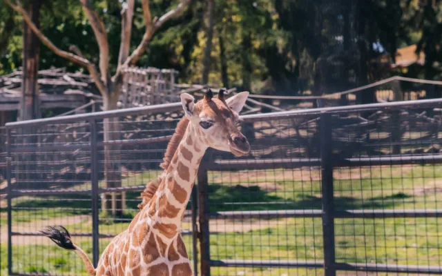 FOTOGALERIE: V olomoucké zoo se narodila žirafa. Toto jsou její první krůčky