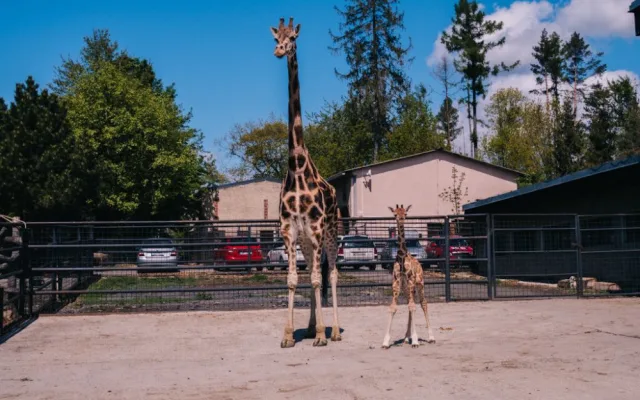 FOTOGALERIE: V olomoucké zoo se narodila žirafa. Toto jsou její první krůčky