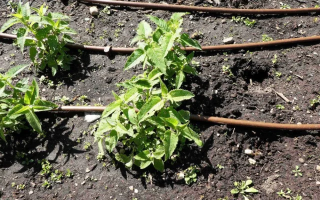 FOTO: Zloděj řádil v botanické zahradě. Ze záhonu pro nevidomé vytrhal tři desítky rostlin