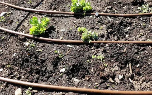 FOTO: Zloděj řádil v botanické zahradě. Ze záhonu pro nevidomé vytrhal tři desítky rostlin