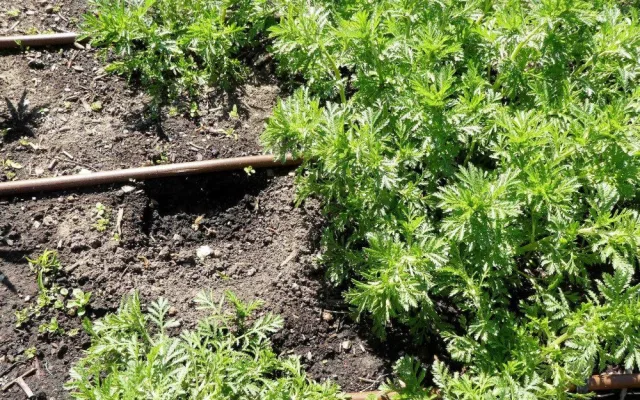 FOTO: Zloděj řádil v botanické zahradě. Ze záhonu pro nevidomé vytrhal tři desítky rostlin