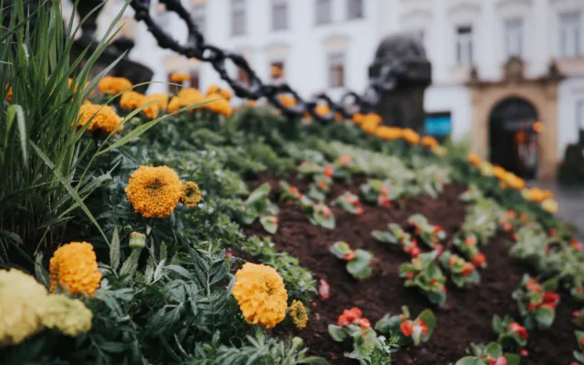 FOTO: Na olomouckém Horním náměstí vykvetl Sloup Nejsvětější Trojice. Jak se vám líbí?