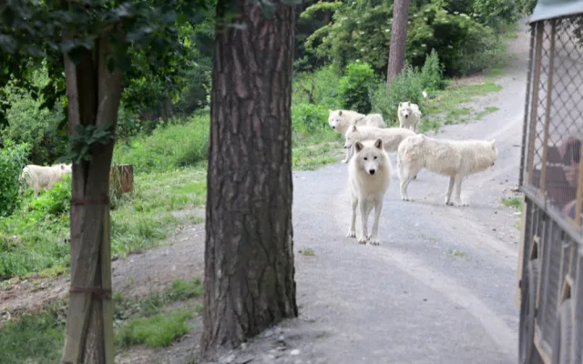 FOTO: První vlčí safari v republice! Olomoucká zoo dnes zahájila provoz safarivláčku