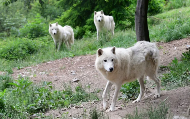 FOTO: První vlčí safari v republice! Olomoucká zoo dnes zahájila provoz safarivláčku