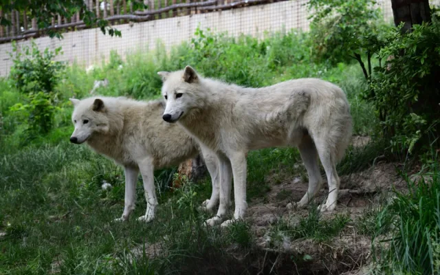 FOTO: První vlčí safari v republice! Olomoucká zoo dnes zahájila provoz safarivláčku