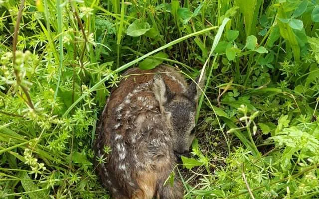 Každoročně zemřou na loukách stovky tisíc mláďat. Jejich ochrana nemůže stát jen na dobrovolnících, říká Pavla Benettová