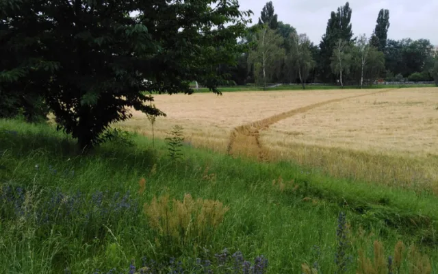 VIDEO: Řidič ujížděl hlídce z Řepčína až k Hradisku, kde skončil v poli. Policisté u něj našli několik gramů pervitinu