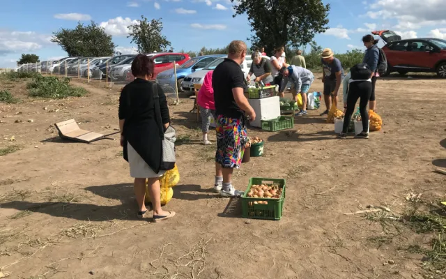 U Olomouce začal samosběr zeleniny za pár korun. Sbírat se bude až do konce září