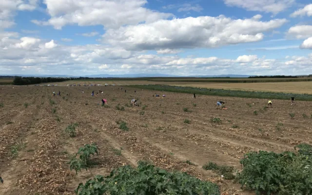 U Olomouce začal samosběr zeleniny za pár korun. Sbírat se bude až do konce září