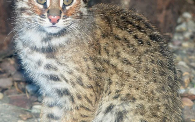 FOTO: Mláďata kočky amurské čeká na konci roku cestování