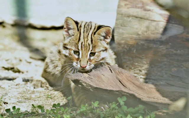 FOTO: Mláďata kočky amurské čeká na konci roku cestování