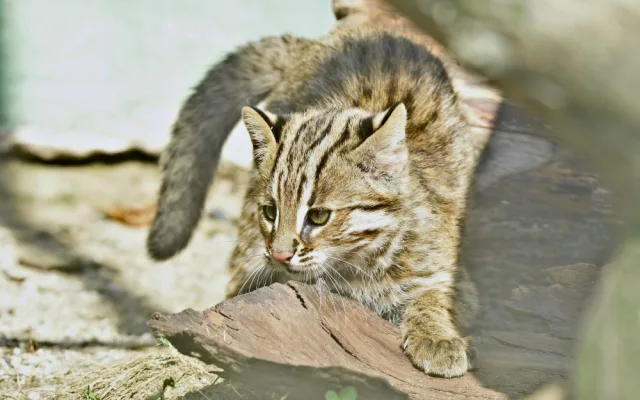 FOTO: Mláďata kočky amurské čeká na konci roku cestování