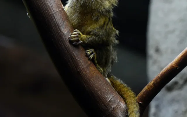 FOTO: V olomoucké zoo přišla na svět mláďata nejmenší žijící opice na světě