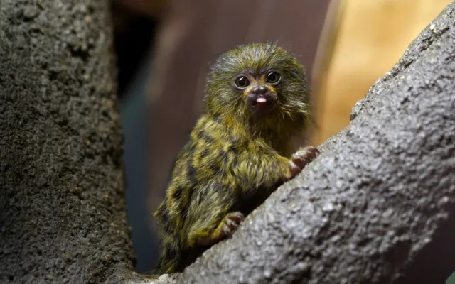 FOTO: V olomoucké zoo přišla na svět mláďata nejmenší žijící opice na světě