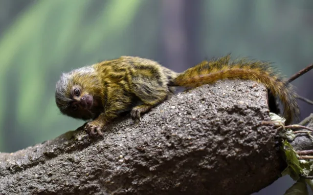 FOTO: V olomoucké zoo přišla na svět mláďata nejmenší žijící opice na světě