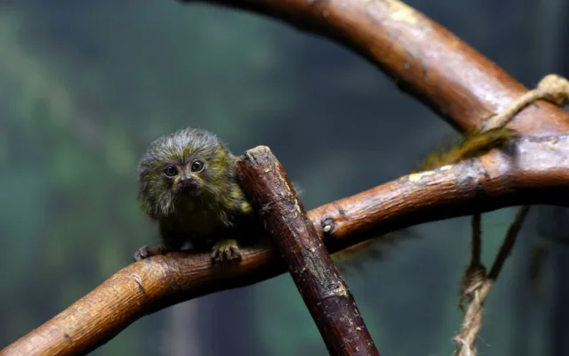 FOTO: V olomoucké zoo přišla na svět mláďata nejmenší žijící opice na světě