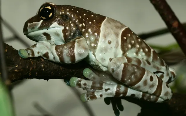V olomoucké zoo se těší z nové snůšky rosničky včelí
