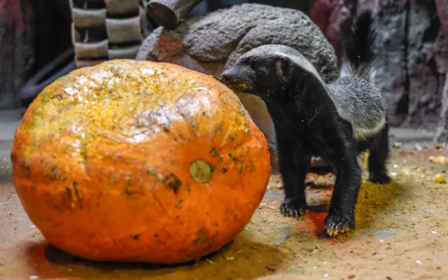 VIDEO a FOTO: Tygřice, opice či medojedi si užili „Dýňobraní“ v olomoucké zoo
