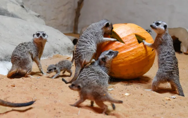 VIDEO a FOTO: Tygřice, opice či medojedi si užili „Dýňobraní“ v olomoucké zoo