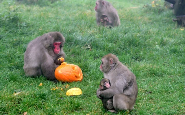 VIDEO a FOTO: Tygřice, opice či medojedi si užili „Dýňobraní“ v olomoucké zoo