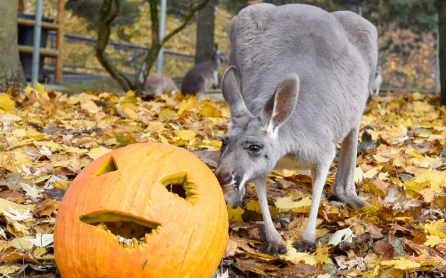 VIDEO a FOTO: Tygřice, opice či medojedi si užili „Dýňobraní“ v olomoucké zoo