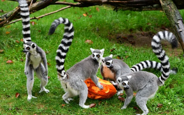 VIDEO a FOTO: Tygřice, opice či medojedi si užili „Dýňobraní“ v olomoucké zoo