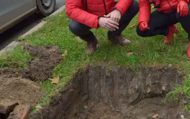 Výsadba stromů Masarykova ulice Olomouc