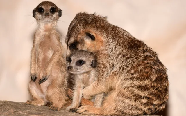 V olomoucké zoo se narodila tři mláďata oblíbených surikat