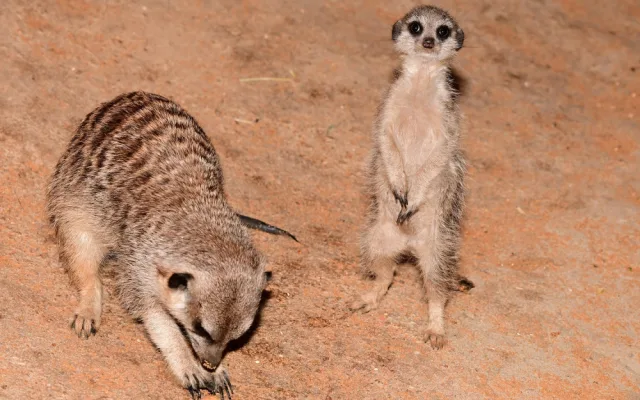 V olomoucké zoo se narodila tři mláďata oblíbených surikat