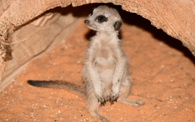 V olomoucké zoo se narodila tři mláďata oblíbených surikat